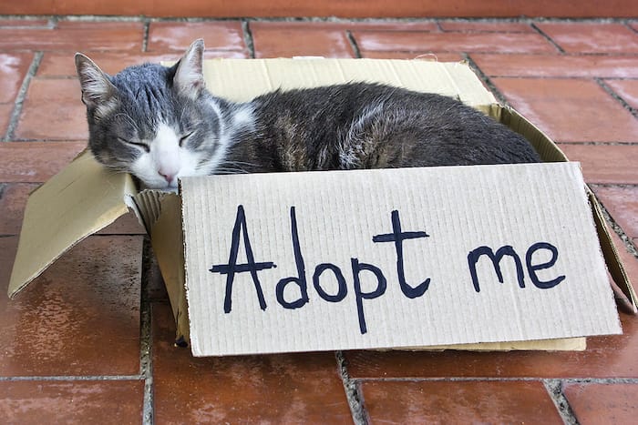 cat in a box for adoption