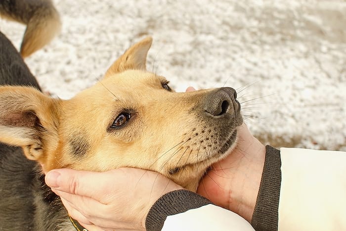 human holding dogs face