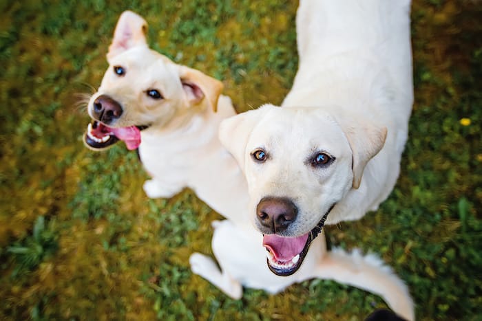 two happy labs playing