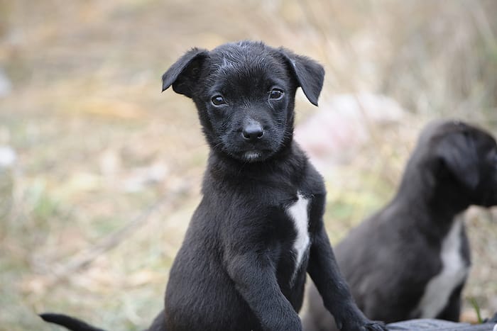 little curious black puppy