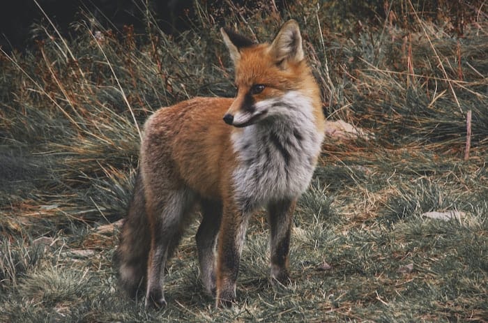 fox