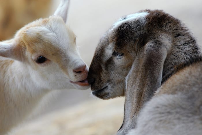 adorable baby goats
