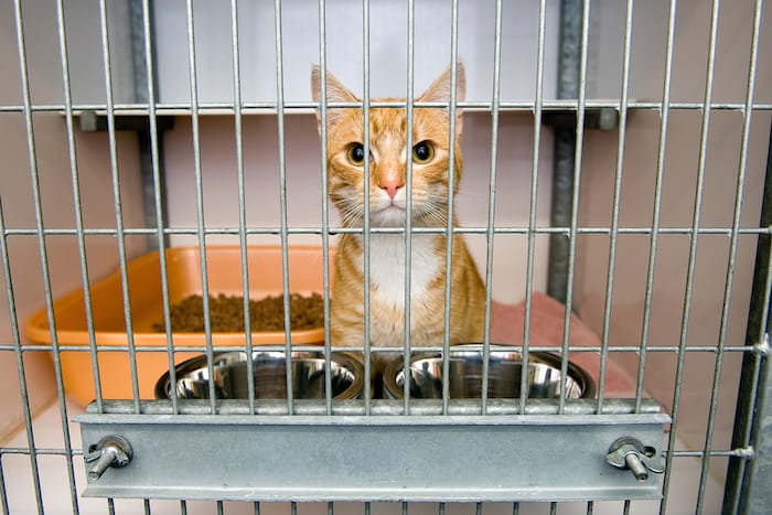 cat looking out of crate