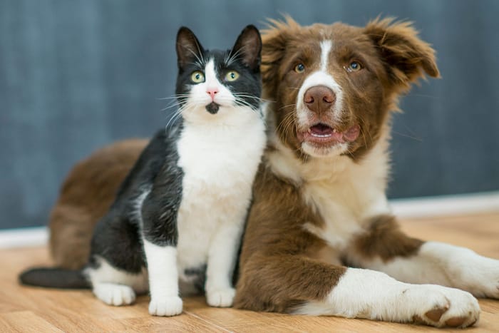dog and cat being friends