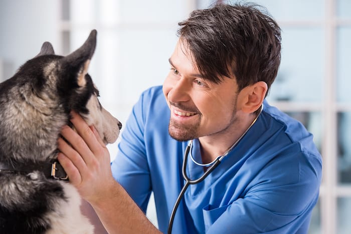 dog at vet