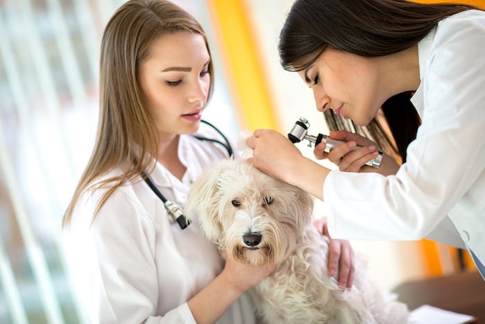 vets looking at a small white dog