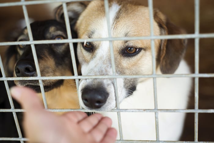 dog at an animal shelter