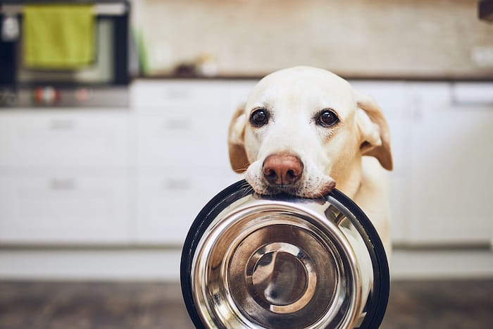 dog with a dish in his mouth