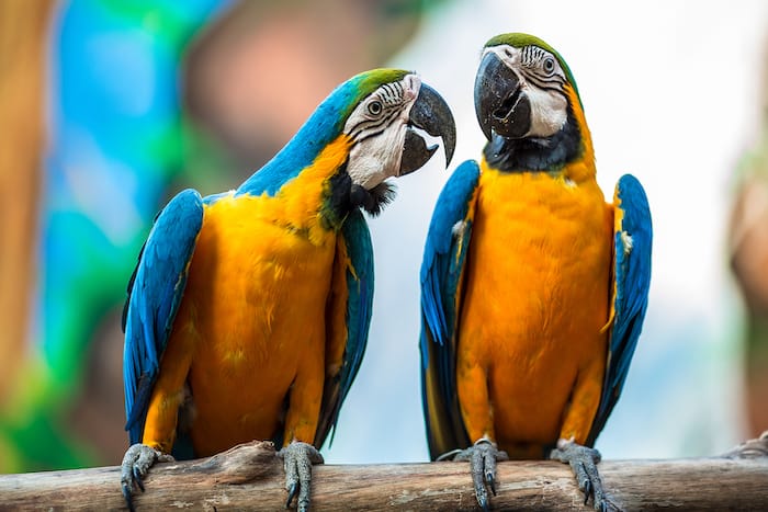 two blue and yellow parrots