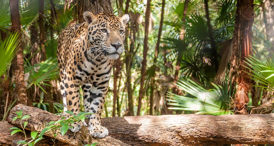 jaguar in the jungle