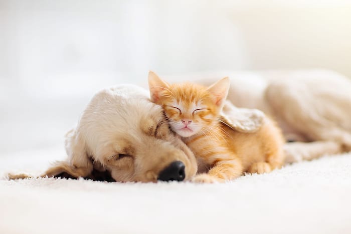 kitty and puppy napping