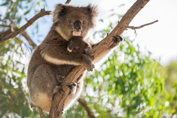 koala with baby