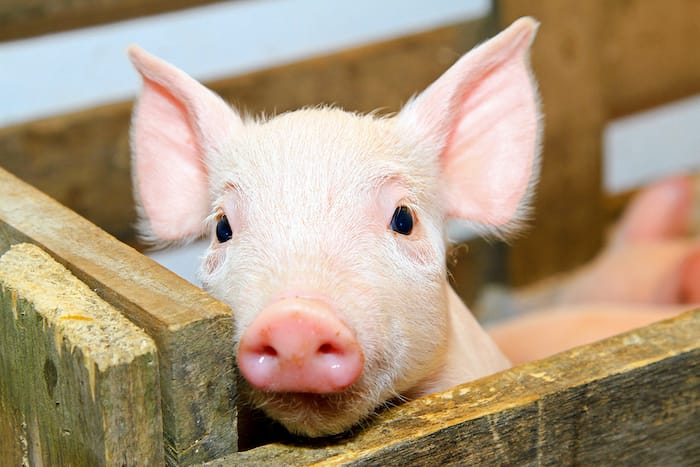 cute baby pig in pen