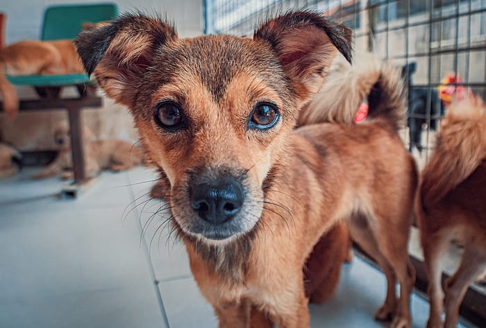 dog at shelter looking at camera