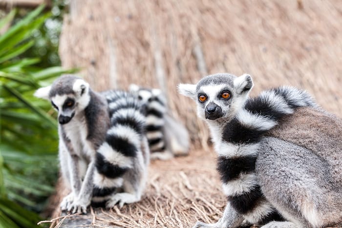 two lemurs with black and white tails