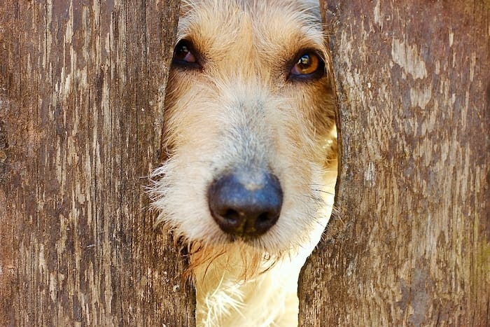 dog looking through a fence