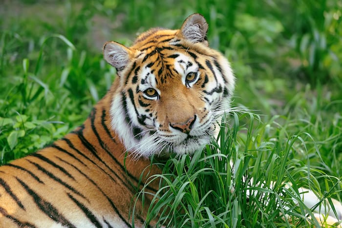 tiger in the grass