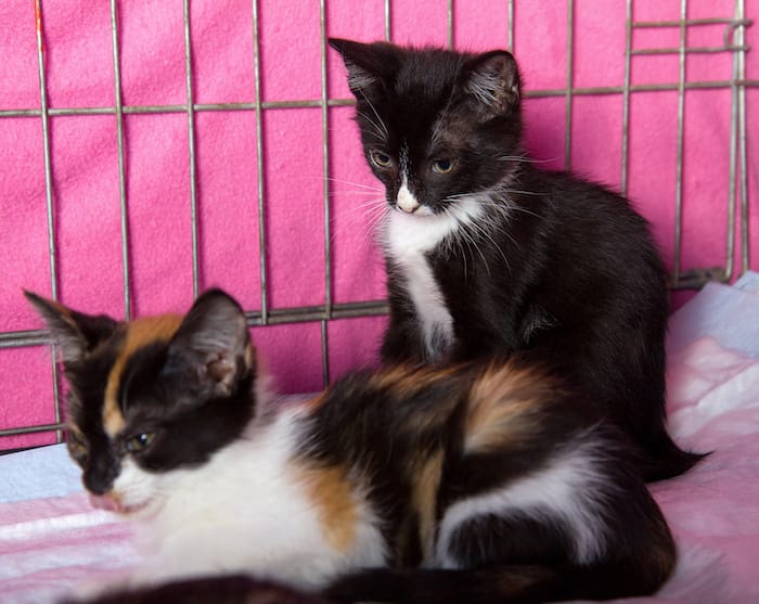 two kittens in a crate