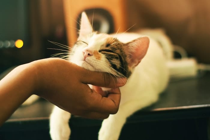 cat feeling comfortable with human