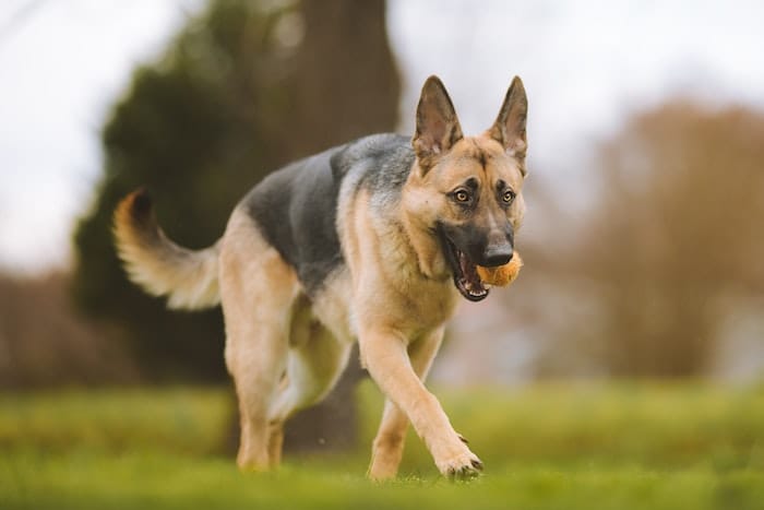 happy dog playing