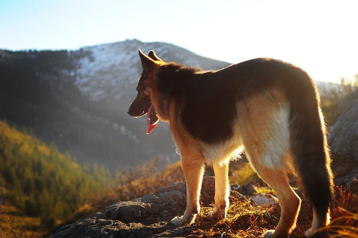 german shepherd on a walk in nature