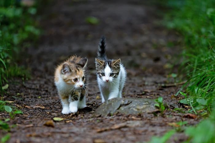 kittens on a walk outside