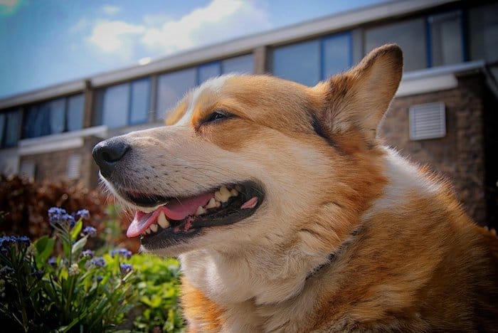 happy corgi