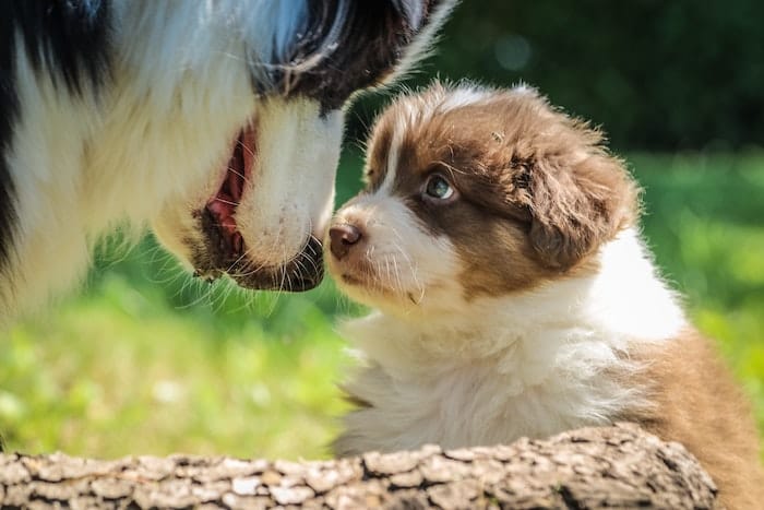 mom dog looking at puppy 