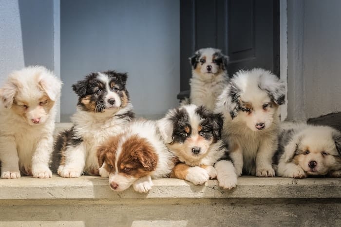 puppies on stairs