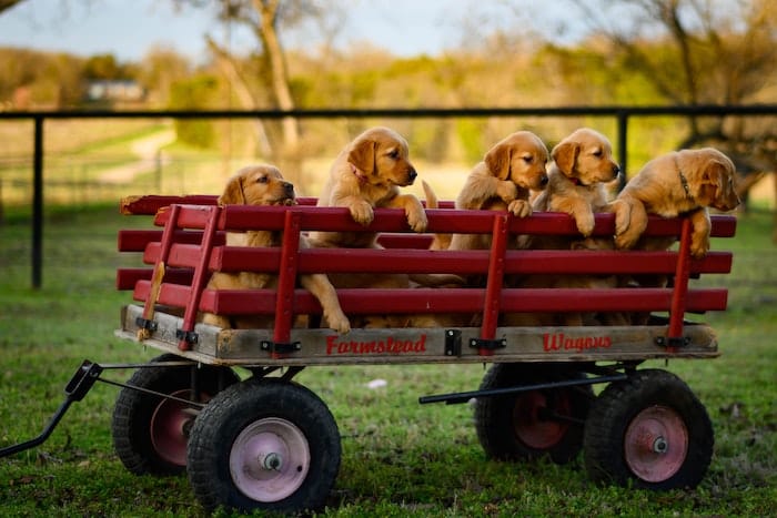 lab puppies in a red wagon