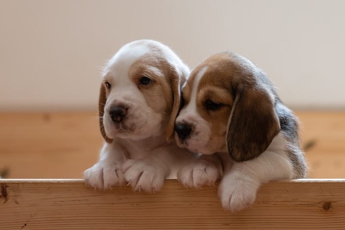 two cute puppies