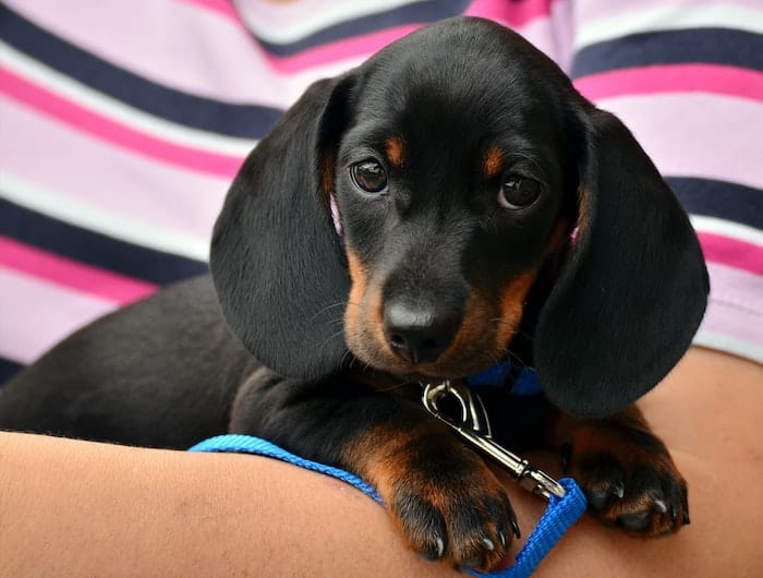 puppy being held