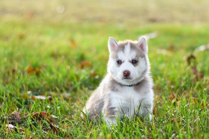 husky puppy