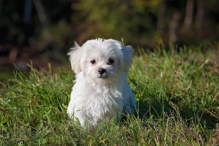 small white dog