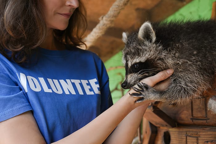 volunteer with raccoon