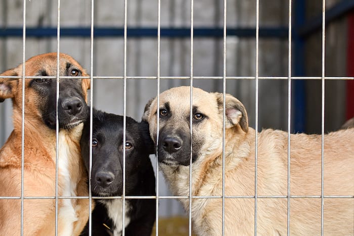dogs at a shelter