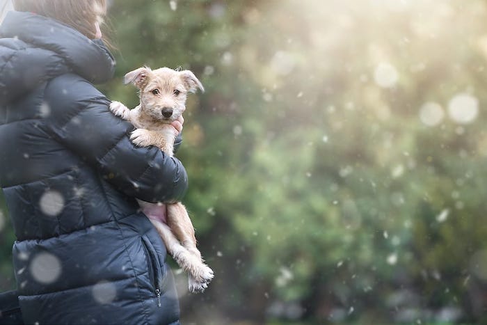 person holding a puppy