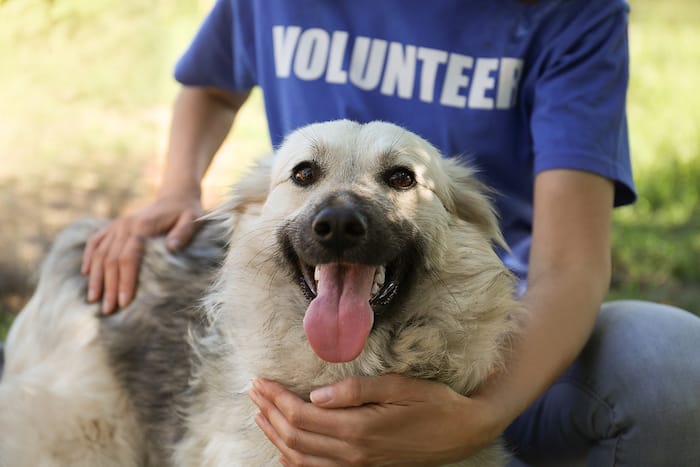 dog with volunteer