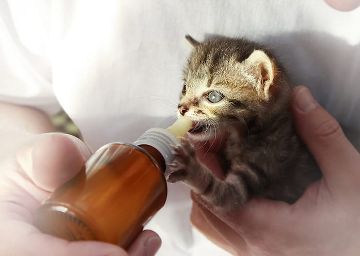 kitten feed from bottle
