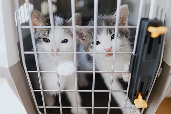 cats in a crate