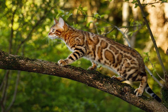Bengal cat on tree branch