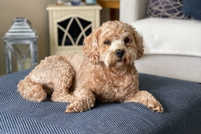 dog on bed