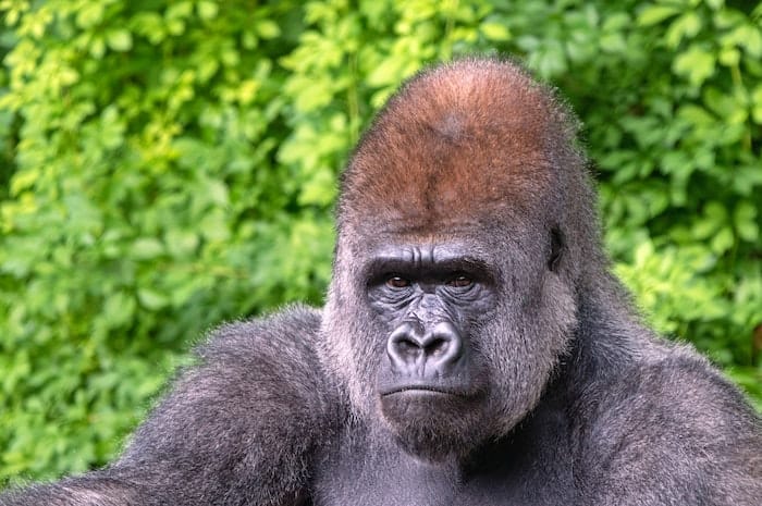 gorilla