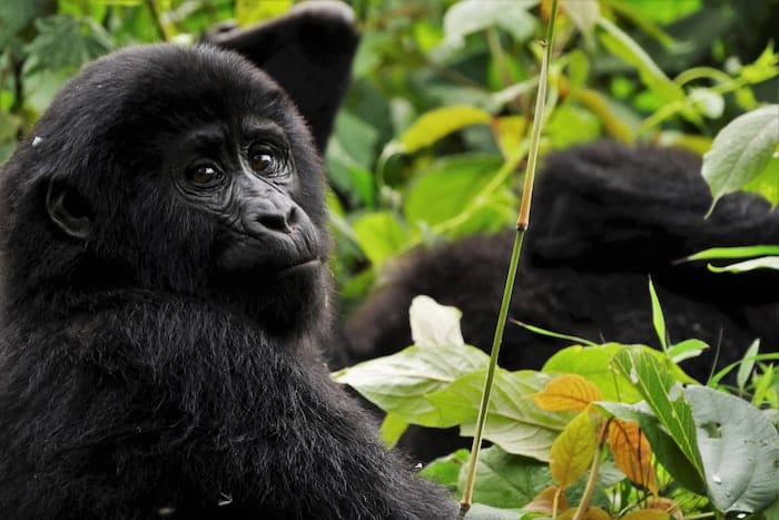 gorillas in bushes