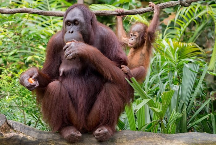mom and baby orangutan