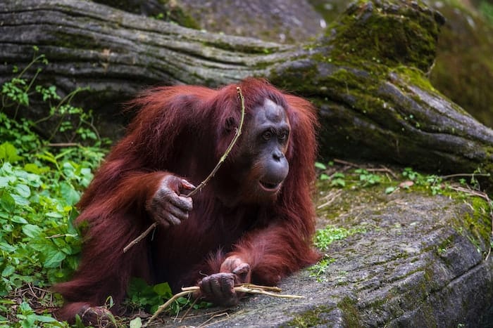 orangutan holding stick