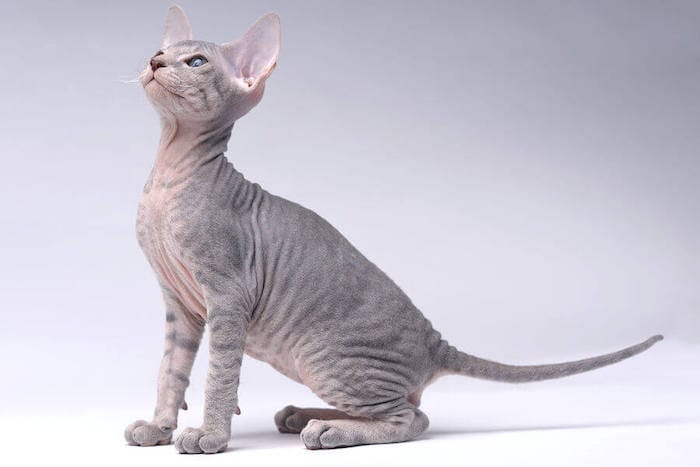 hairless peterbald cat