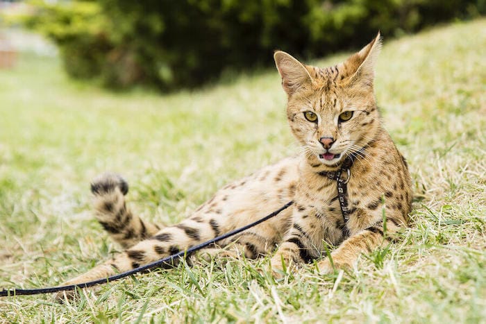 savannah cat on leash