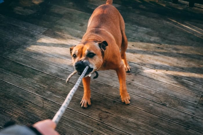 dog playing