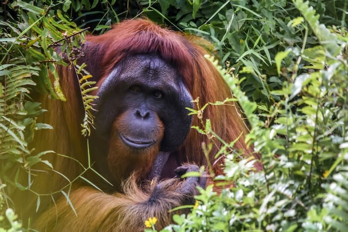 orangutan in bushes